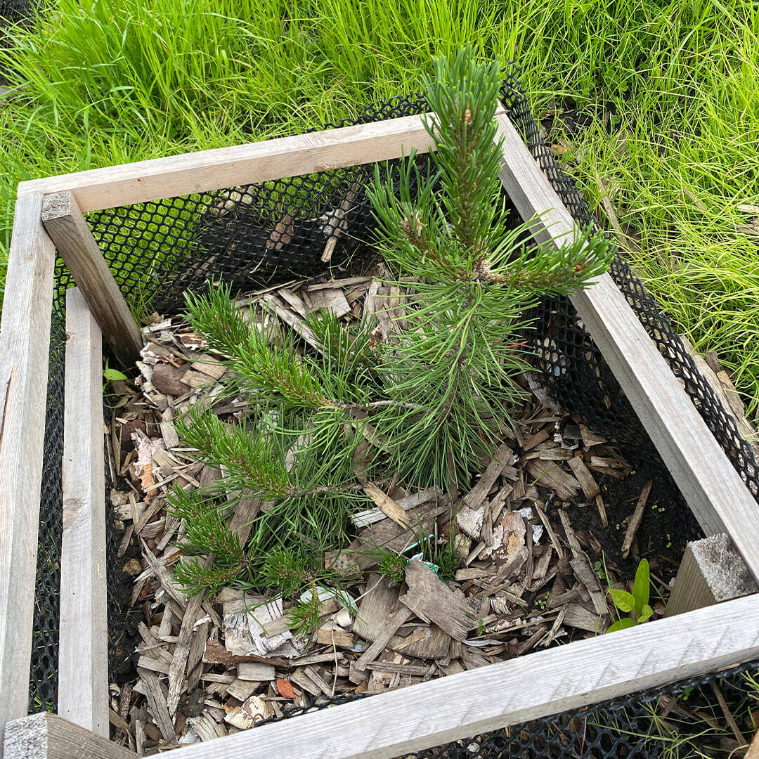 Сосна горная Мугус | «ТК МАКС»